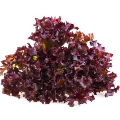 1._Red Coral Lettuce -min
