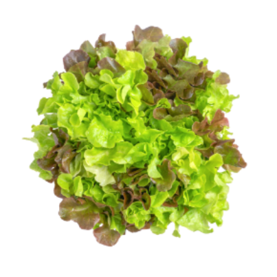 2._Green Oak Red Lettuce -min
