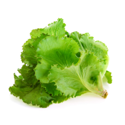 3._Butter Head Lettuce -min