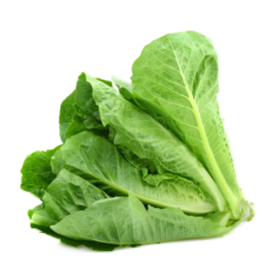 4._Yau Mak Chye (Romaine Lettuce) -min