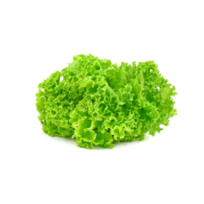 9. Green Oak Lettuce